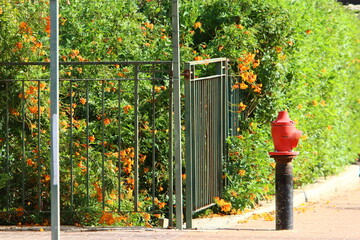 Metal water pipes and taps