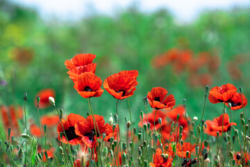 Obraz premium Red tulips on a green field