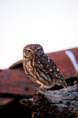 A little owl perched on a roof.