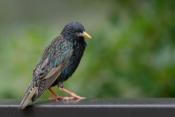 etourneau sous la pluie