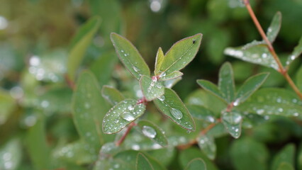 Raindrops on the plant leaves