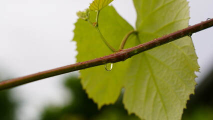 Raindrops on the plant leaves