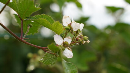 Raindrops on the plant leaves