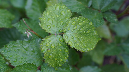 Raindrops on the plant leaves