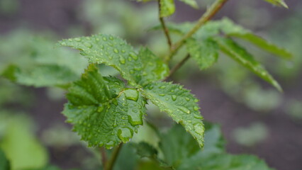 Raindrops on the plant leaves