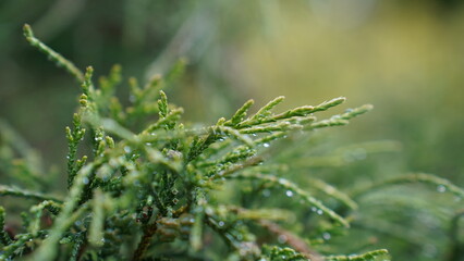 Raindrops on the plant leaves