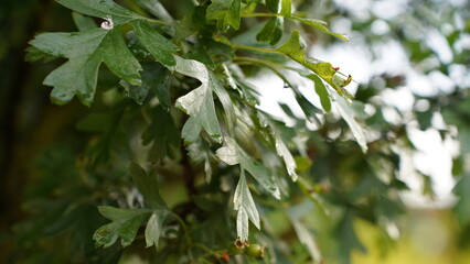 Obraz premium Raindrops on the plant leaves