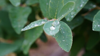 Raindrops on the plant leaves