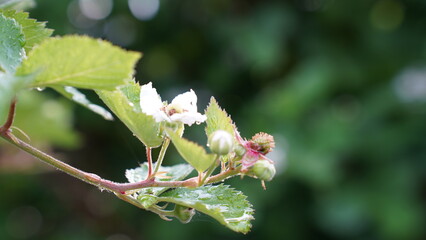 Raindrops on the plant leaves