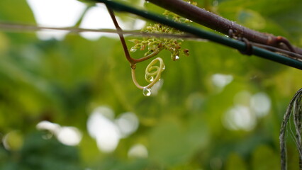 Raindrops on the plant leaves