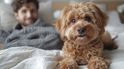 An adorable Spanish water dog plays with his owner on the bed, between the white sheets. They have a funny time with pets. Lifestyle.