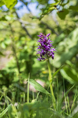 Dactylorhiza majalis - inflorescences blooming in the forest