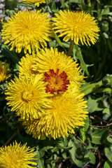 Yellow dandelion flowers in the garden