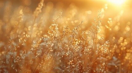 A field in autumn with deadwood and dried flowers. Wilted nature before winter. Golden colors and browns.