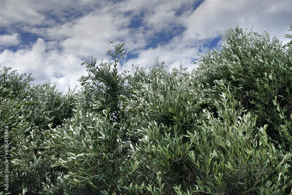 Wall mural the branches of the olive tree swaying under the gusts of wind