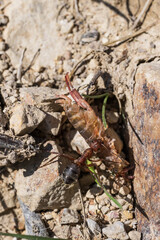 an ant drags a hamarus crustacean
