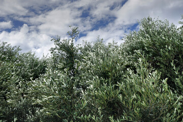 The branches of the olive tree swaying under the gusts of wind
