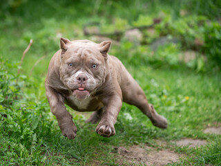 Beautiful American Bully puppy running among green grass. A purebred beige dog runs swiftly in nature.