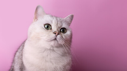 Close up of adorable white cat isolated on pink background, looking away