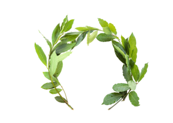 laurel crown twig isolated on  transparent background