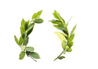 laurel crown twig isolated on  transparent background