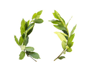 laurel crown twig isolated on  transparent background
