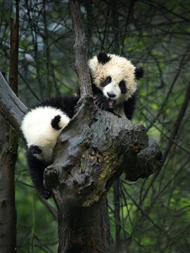 2 pandas, un quia la t&ecirc;te dans l'arbre et l'autre qui nous regarde, &agrave; Chengdu, Chine