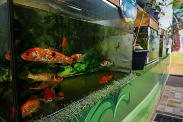 Tropical fish koi carps in aquarium tank