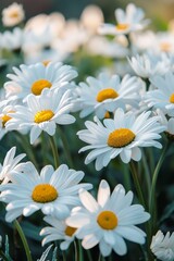  White Daisy Flowers in the Spring