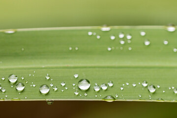 water drops on green grass