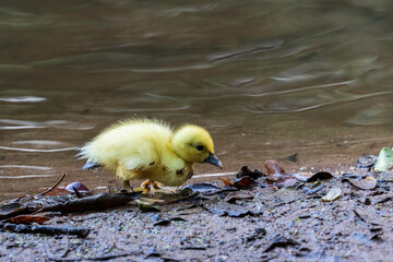 baby duck in the water
