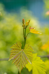 Young grape leaves in spring time. First spring leaves on a vine growing in vineyard.