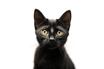 Cute black bombay kitty looking at camera. Head close-up portrait of black bombay cat. White Isolated background. Generative AI