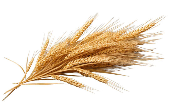 Golden wheat sheaf presented on a transparent, white background, perfect for use as a high-quality png image
