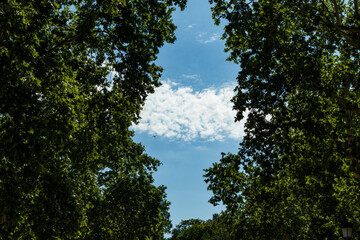 trees and sky in Madrid, Spain