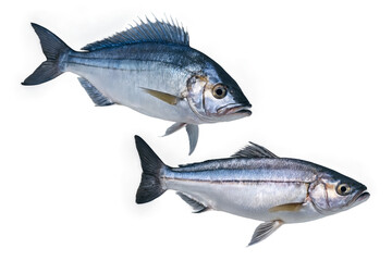 Obraz premium A pair of fish captured in mid-swim, accentuated against a transparent, white background, suitable for png format