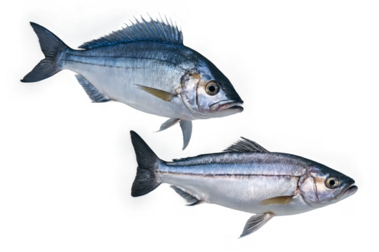 A pair of fish captured in mid-swim, accentuated against a transparent, white background, suitable for png format