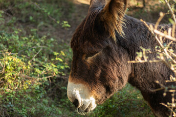 portrait of a donkey