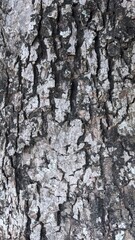 Natural background pattern of bark of a tree