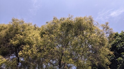 trees in the sky