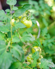 Green unripe tomatoes on vine at backyard garden in Dallas, Texas, intermediate Dona heirloom tomato on productive sturdy plant, organic homegrown vegetable kitchen garden urban homestead