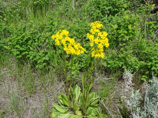 Obraz premium Tall Western Groundsel (Senecio integerrimus) 