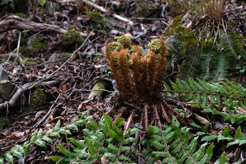 オニシダの春の芽吹き