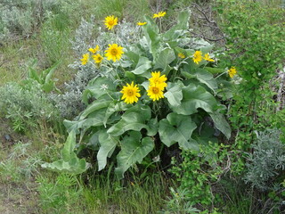 Arrowleaf Balsamroot (Balsamorhiza sagittata)
