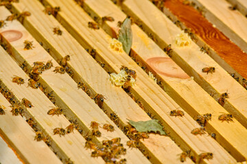 Bees on top of the beehive frames