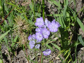 Linearleaf Phacelia (Phacelia linearis)
