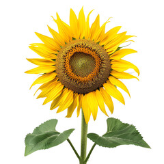 Obraz premium Vibrant yellow sunflower in full bloom, white background and transparent background