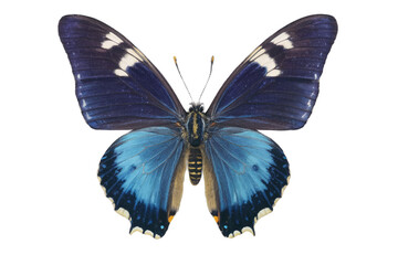 Fototapeta premium Detailed blue and purple butterfly with open wings on a transparent, white background, png, for design use
