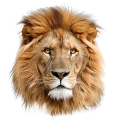 lion face white background and transparent background