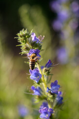 Honey bee on Hyssop flower (Hyssopus officinalis)